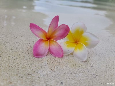 鸡蛋花