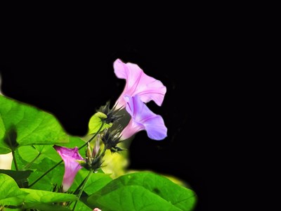 【花花世界】+喇叭奏乐