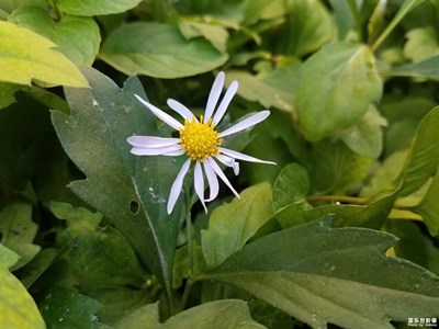 【花花世界】+路边的野花