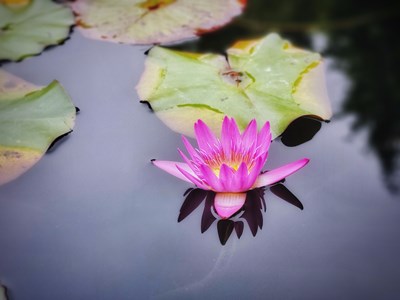 【花花世界】+睡莲