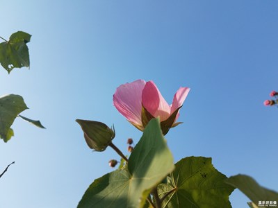 【身边的美好】+湖畔的木芙蓉