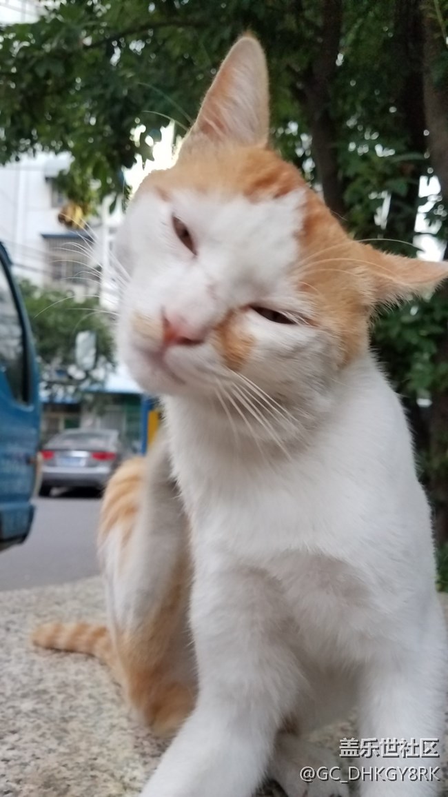 那年，那猫