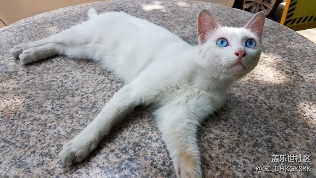 那年，那猫