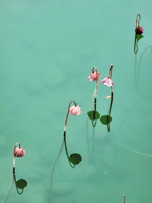 落叶归根