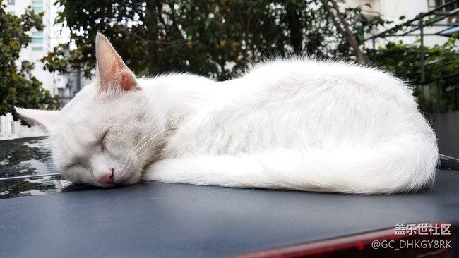 那年，那猫