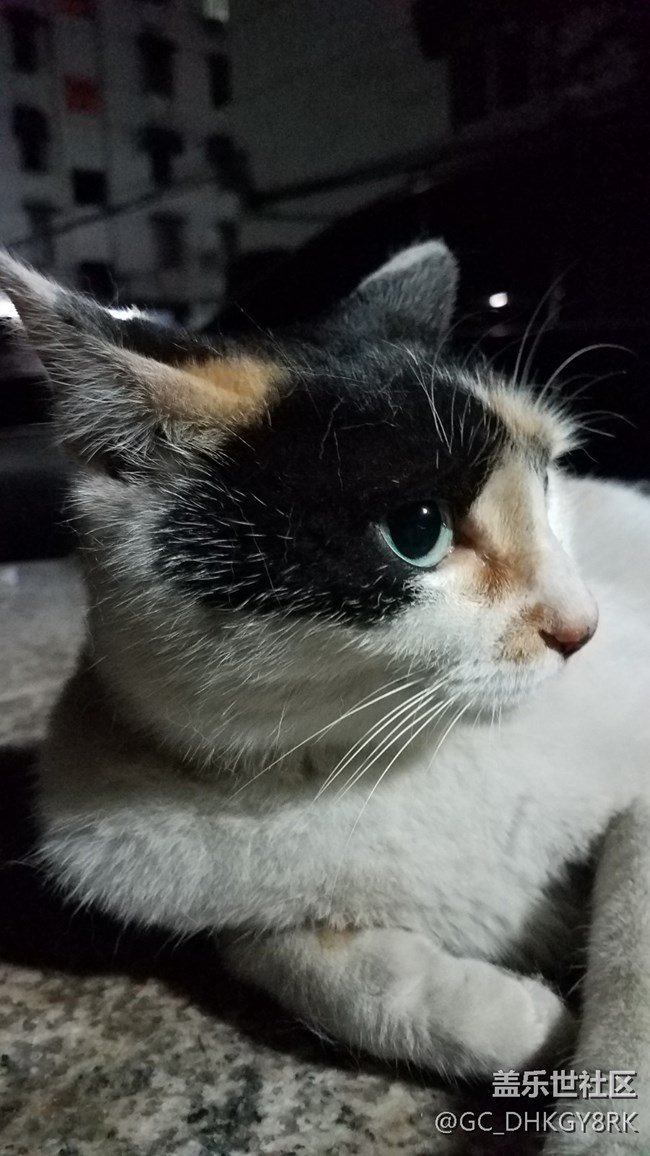 那年，那猫