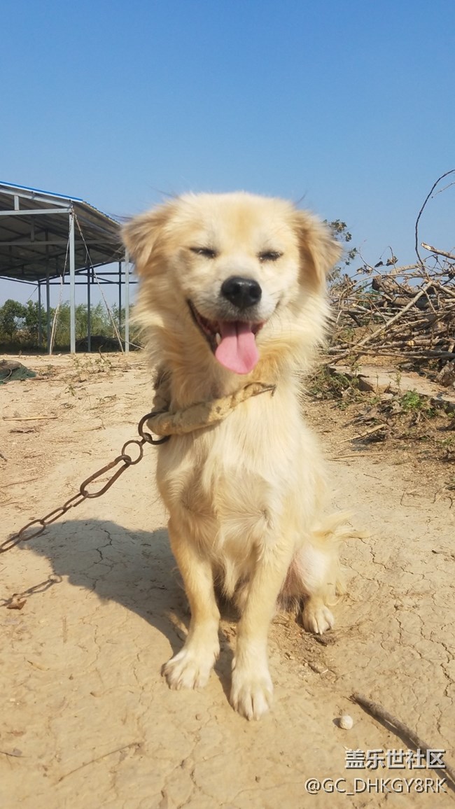可爱的狗狗