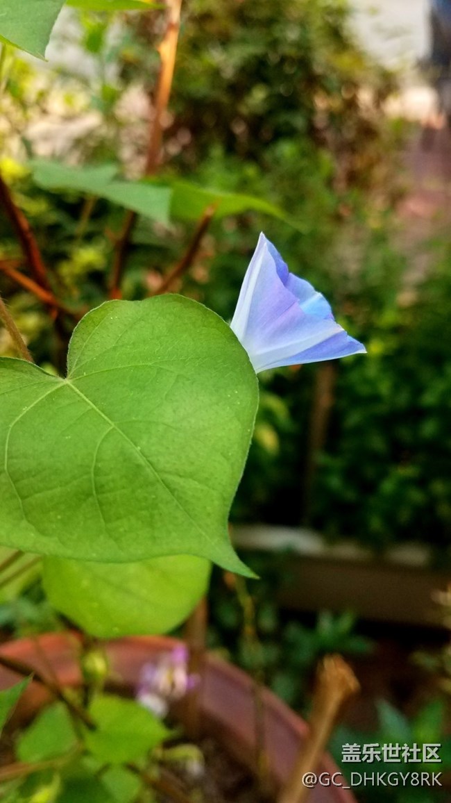 蓝色的喇叭花