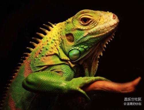 已开奖【11月宠物活动第二期】-那些小众的冷门宠物