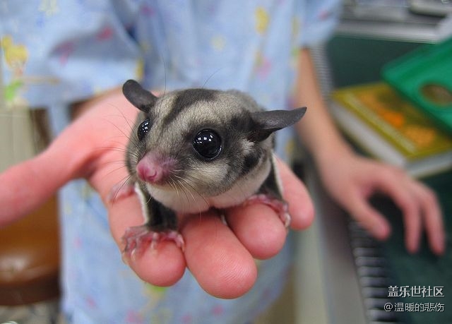 已开奖【11月宠物活动第二期】-那些小众的冷门宠物