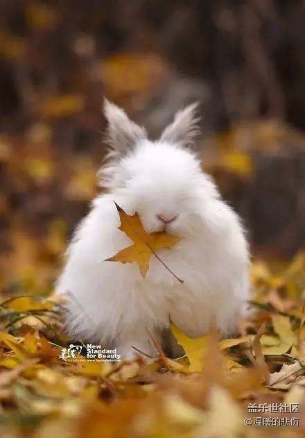 已开奖【11月宠物活动第二期】-那些小众的冷门宠物