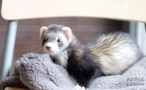 已开奖【11月宠物活动第二期】-那些小众的冷门宠物