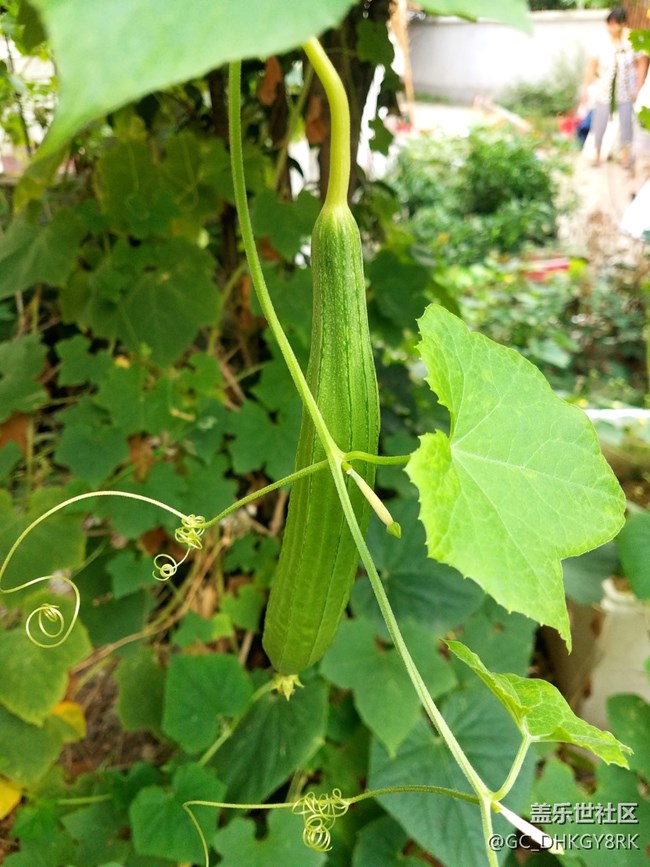 邻居种的丝瓜