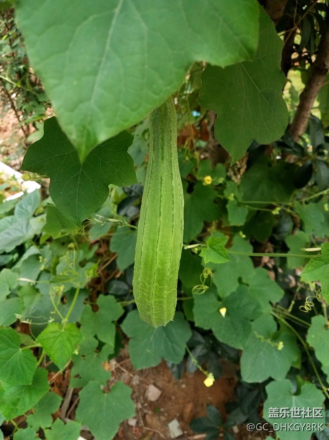 邻居种的丝瓜