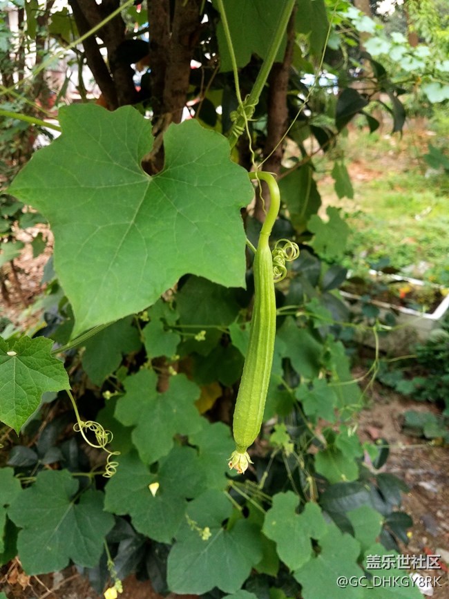 邻居种的丝瓜