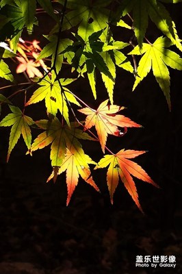 [精彩定格]——栖霞山秋色