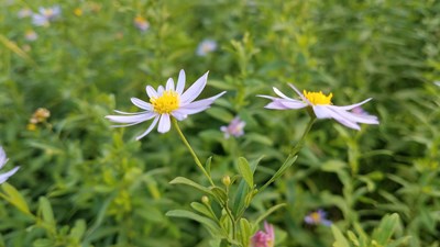 【精彩定格】+花开美丽