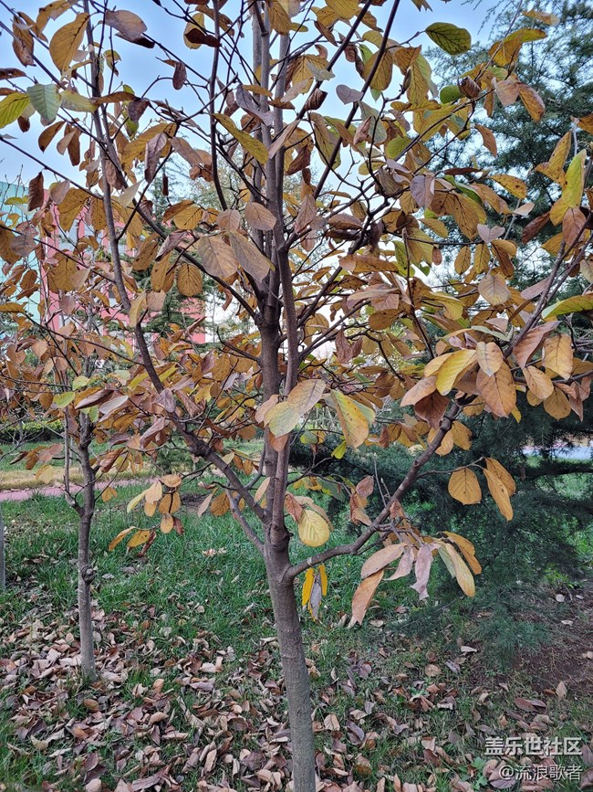【Galaxy S20 FE星粉体验团】不得不选 值得优选