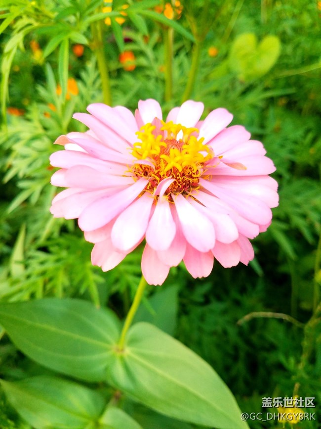 生如夏花