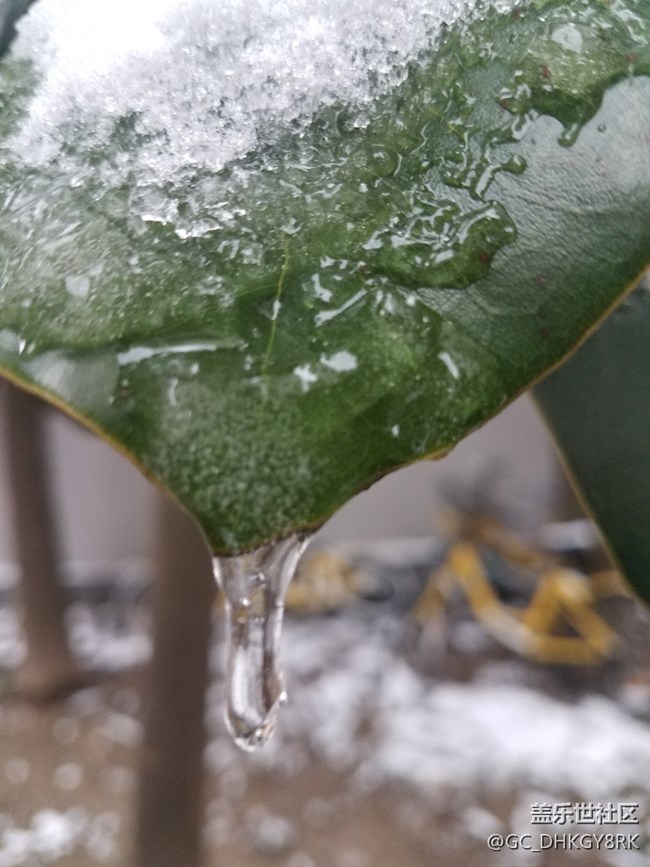 雪中生机