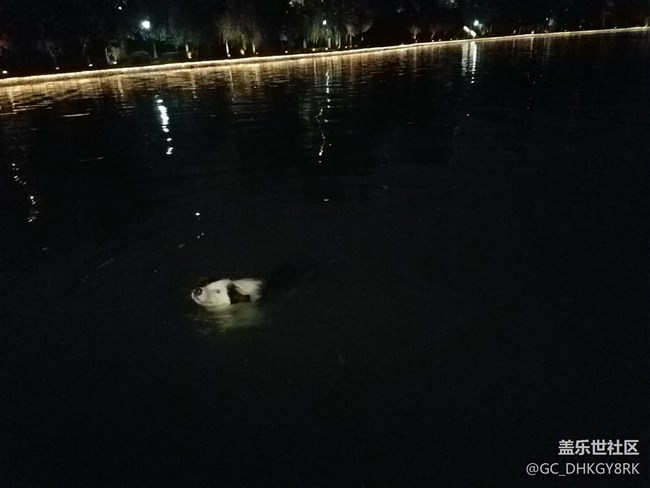 夜游的狗狗