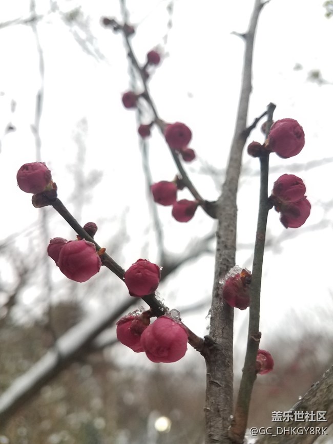 雪中逍遥津