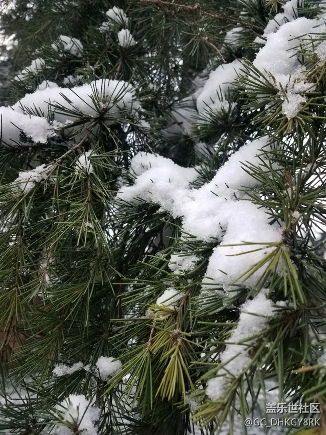 雪中逍遥津