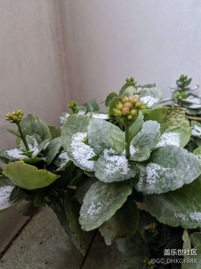 雪中生机