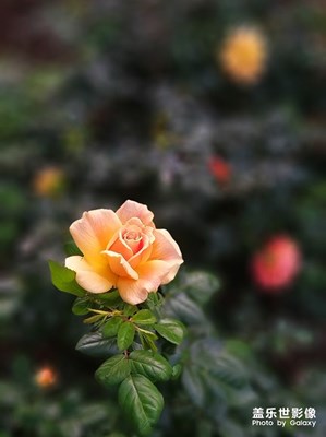 [难忘2020]——那些花儿