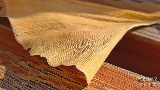 镜头下的万物：三星Galaxy S20微距下的微观画面