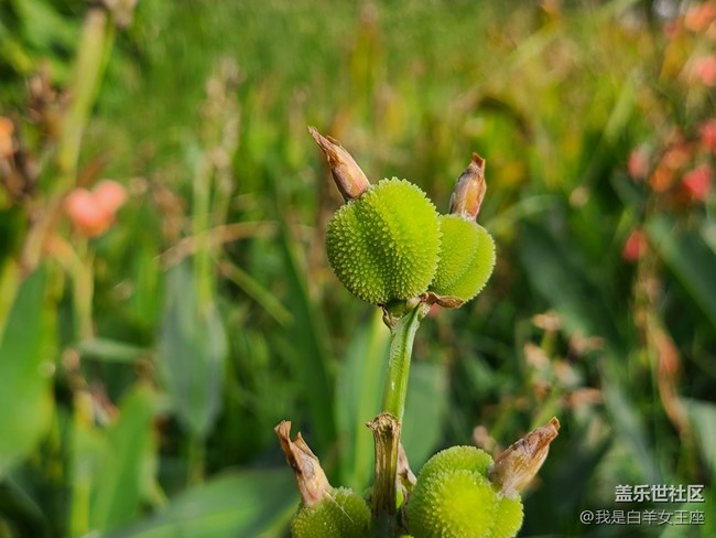 三星Galaxy S20微距镜头下的花~
