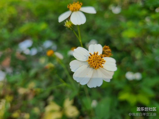 三星Galaxy S20微距镜头下的花~