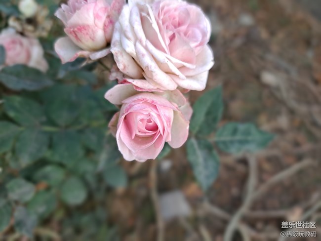三星A71实时虚化拍照很不错，可以虚化背景让照片更有意境