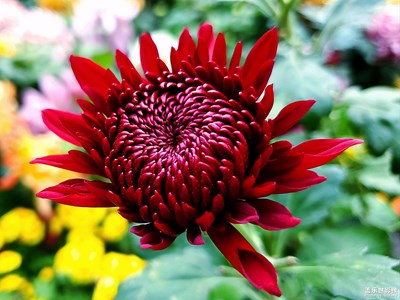 『时光』+回味秋菊