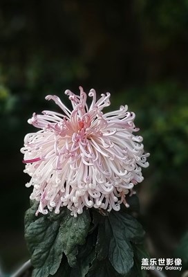 [难忘2020]——菊花芬芳