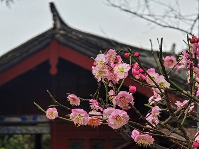 【奇妙之城】+冬季到丽江来赏梅