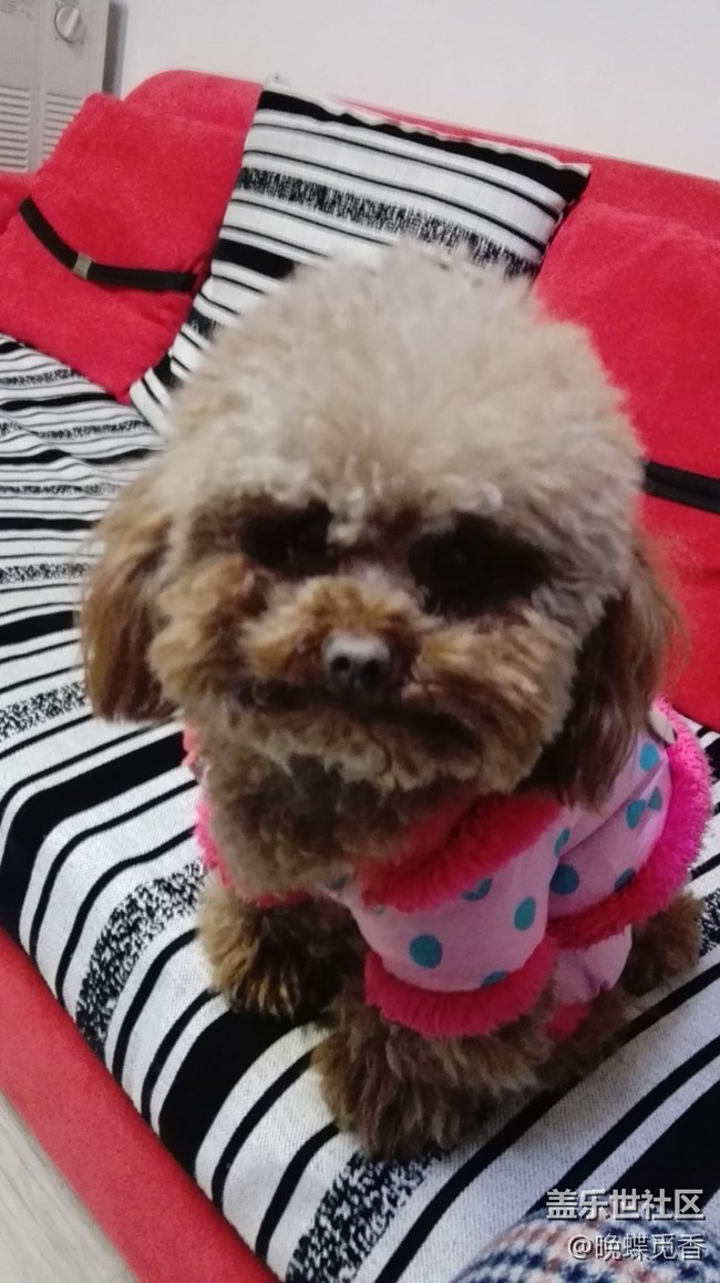 我的小泰迪