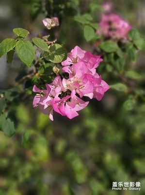 叶子花开
