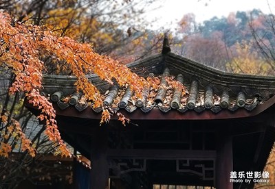 层林尽染