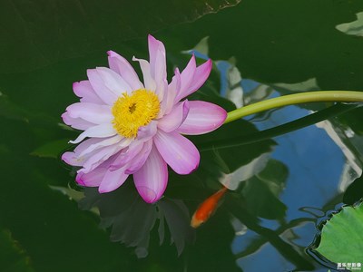 爱莲