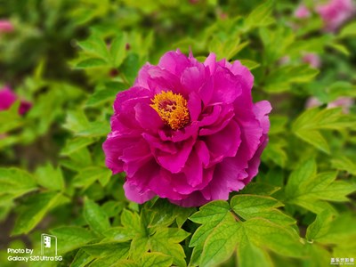 【遇见美好】+花开富贵