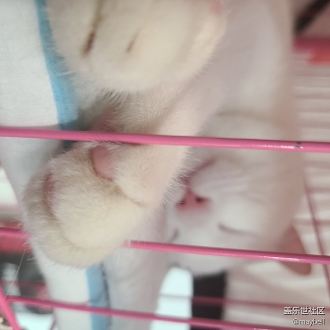 分享猫猫 做任