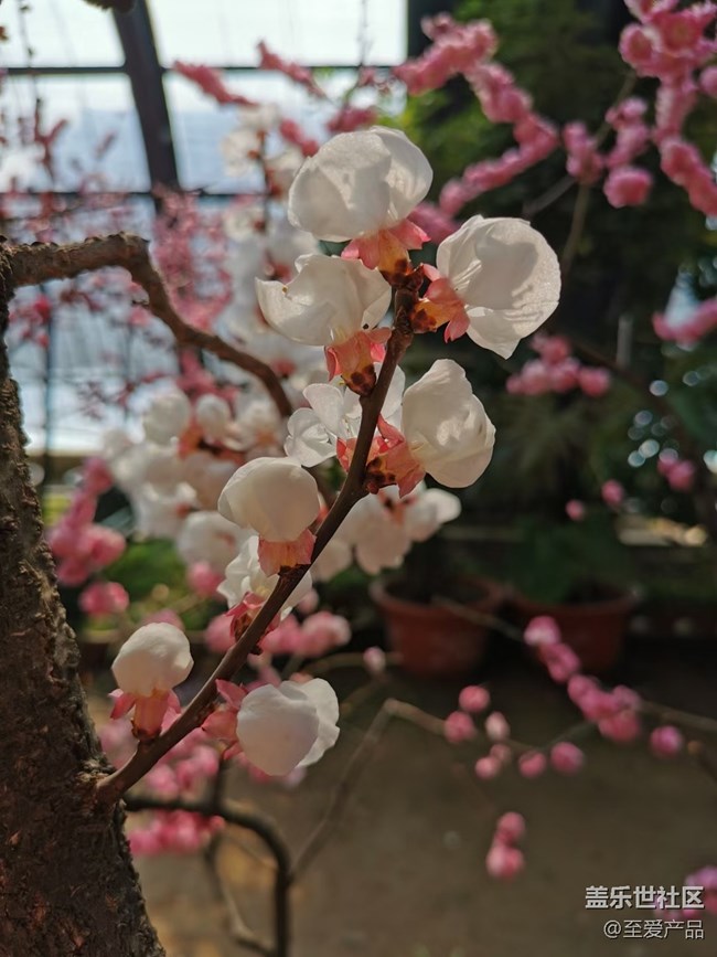 【欢度春节】心中的花海
