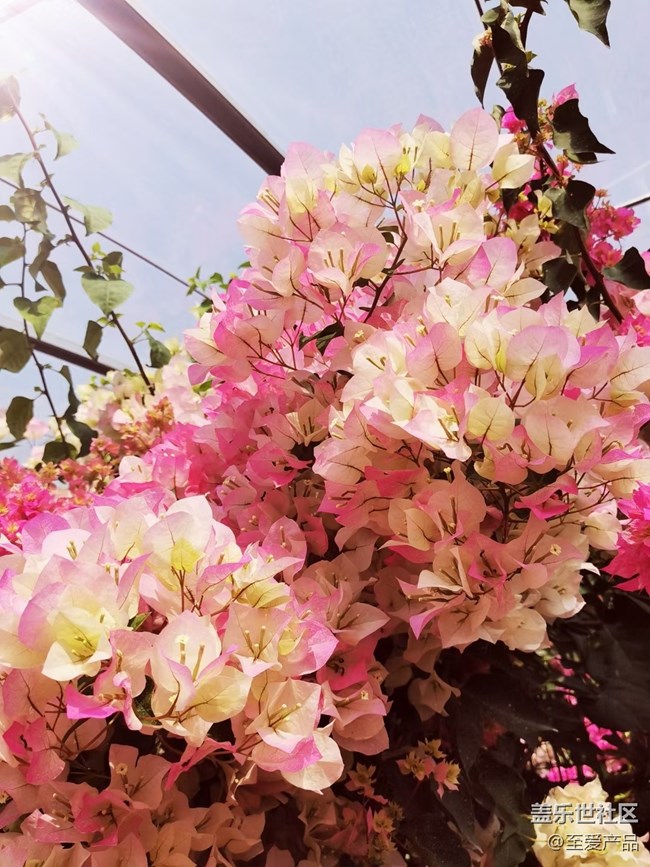 【欢度春节】心中的花海