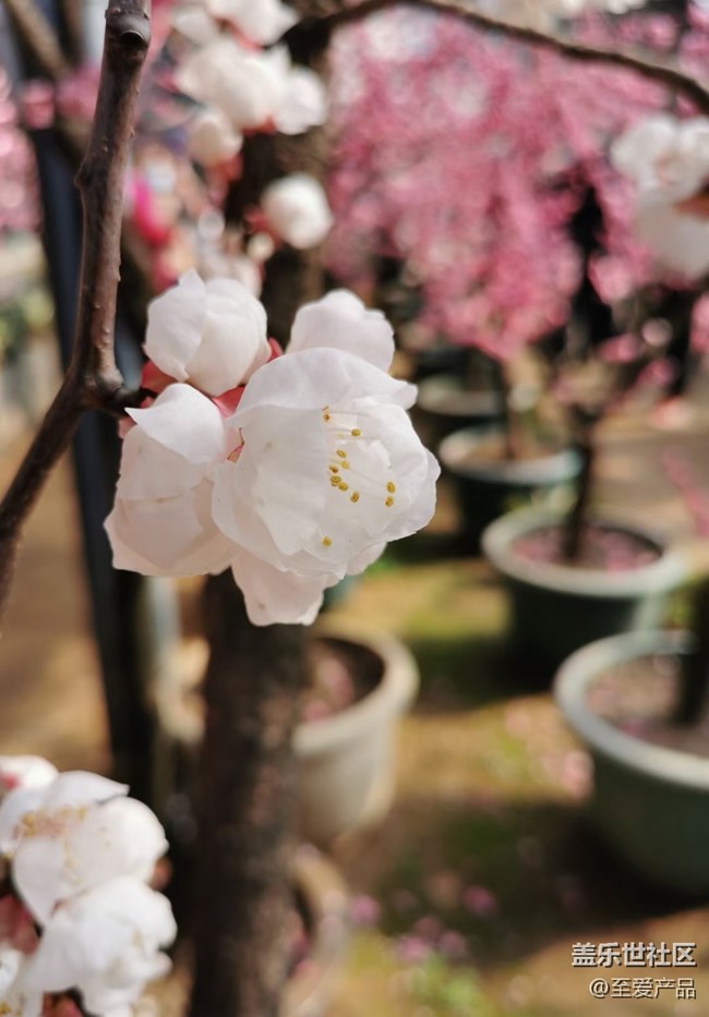 【欢度春节】心中的花海