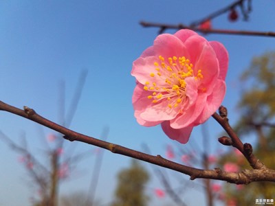 【欢度春节】梅