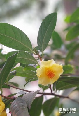 冬季到绿城来看花