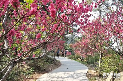 桃花朵朵开