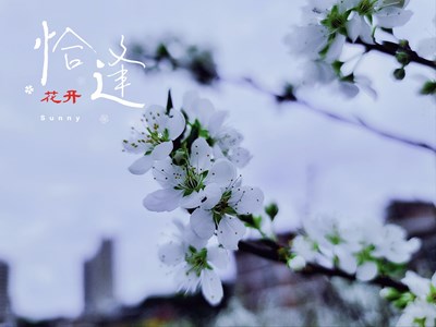 【大国小家】+恰逢花开