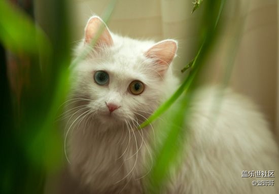 已开奖【宠物3月第一期】带它沐浴春天的阳光，滚绿色的草地